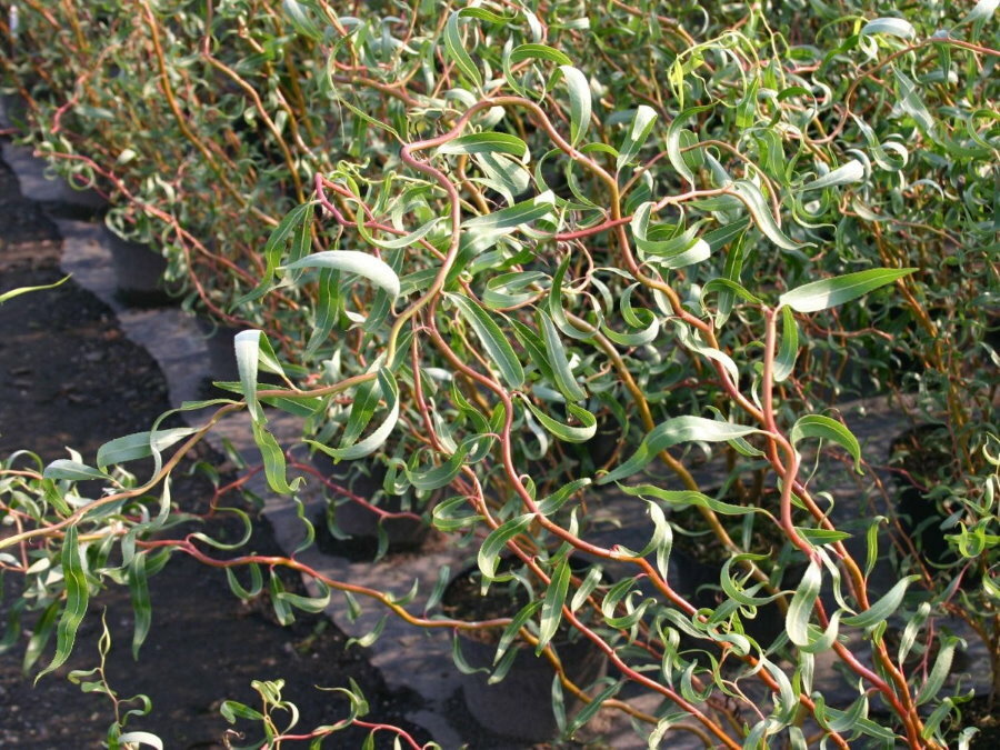 Photo of the Ural willow with twisting stems
