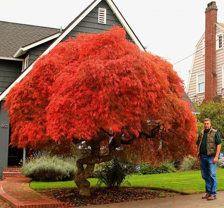 Raudonasis klevas bonsai hokidachi