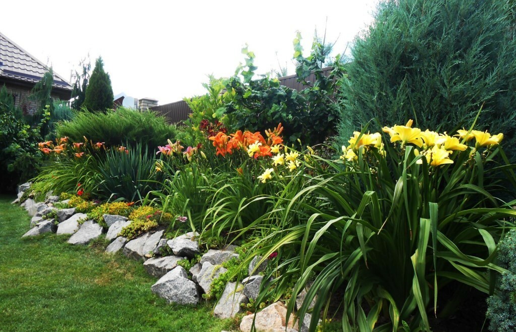 daylily in giardino