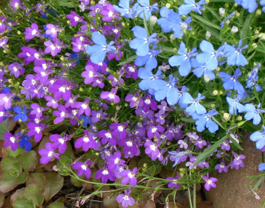 Fotografie zahradní lobelie s květinami různých barev