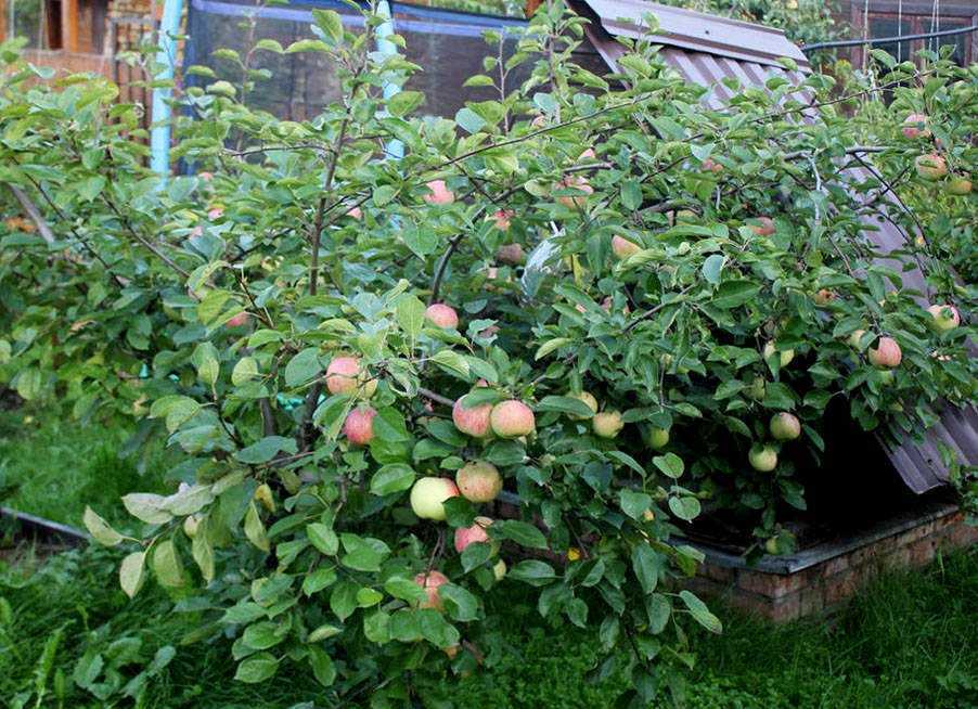 Frutas amadurecendo em uma maçã anã