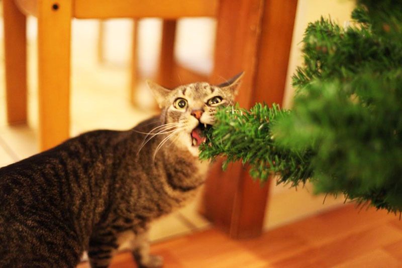 You can spray the branches with a bitter spray to discourage your cat from tasting them.