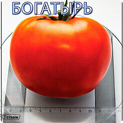 Semená Tomato Bogatyr Red, 15 ks, chovateľ Myazina L.A.