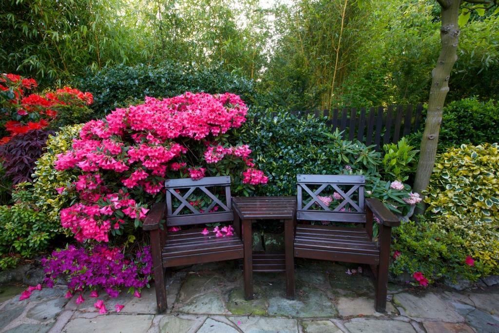 rododendron w ogrodzie