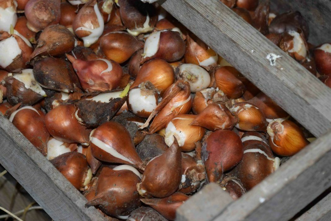 Tulpių svogūnėlių laikymas medinėje dėžutėje