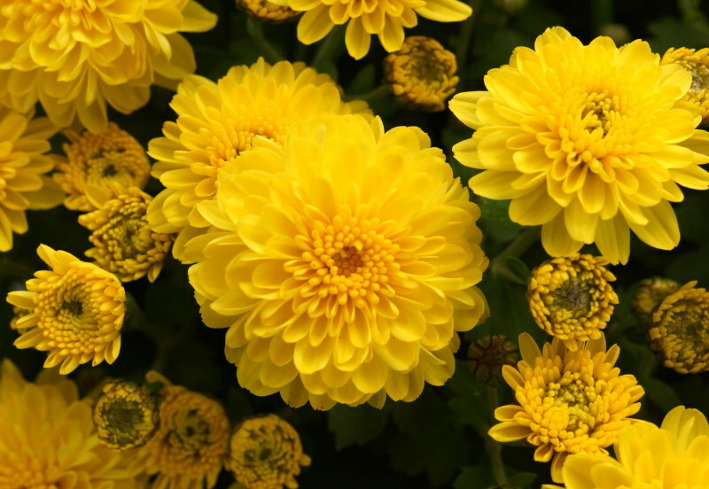 Gele bloeiwijzen op Michelle's Koreaanse chrysant