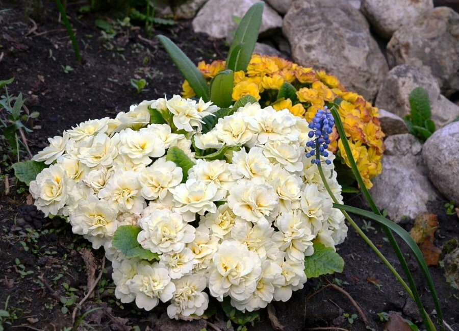 Beli cvetovi s kremno obarvanim srcem