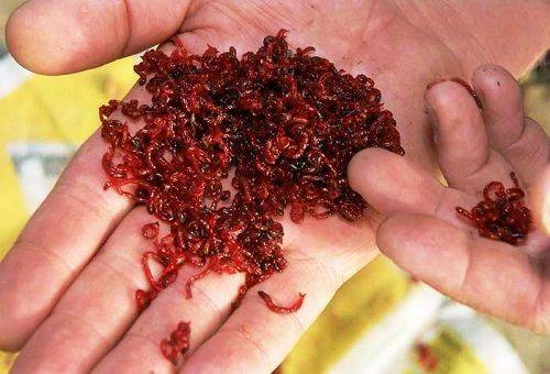 How to store bloodworms at home and fishing