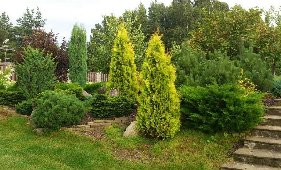 Pyramidal thuja in the landscape of a plot with a slope