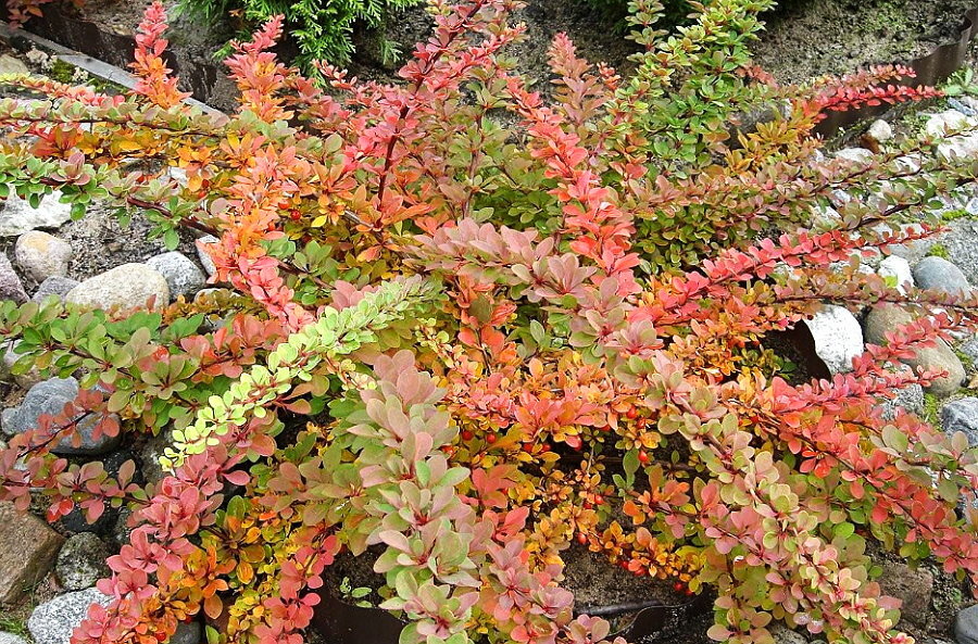 Barberry of the Greni Carpet variety on an alpine slide