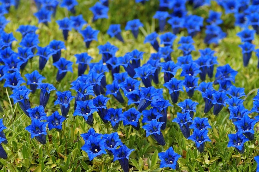 daugiamečiai augalai sodui mėlyni
