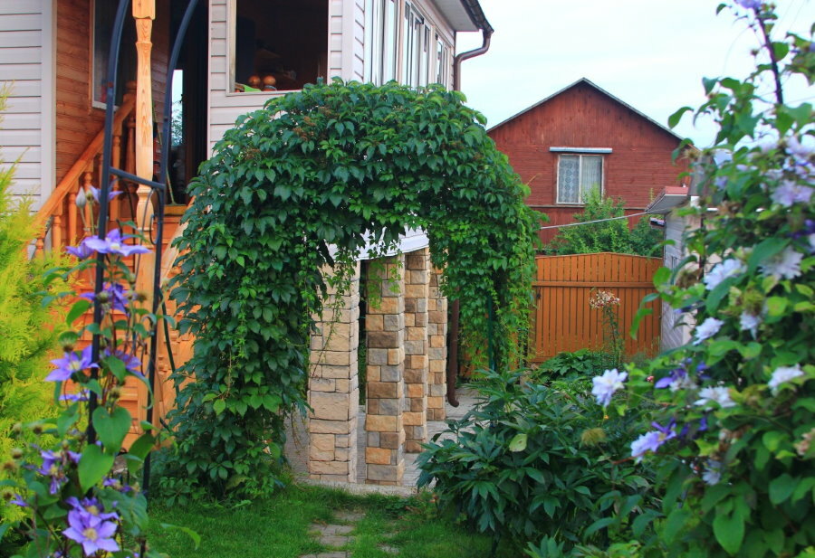 Dārza arka ar jaunavām vīnogām