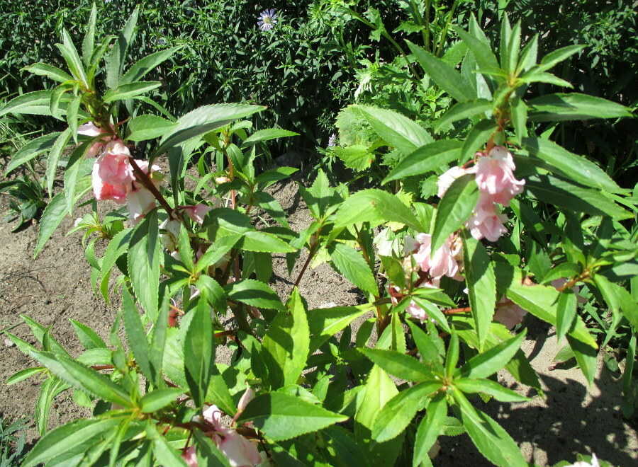 Ostre liście na łodygach balsamu drobnokwiatowego