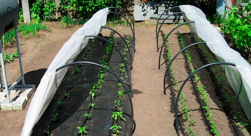 Schläuche werden benötigt, um die Sprühgeräte so nah wie möglich an den Garten oder Blumengarten zu bringen