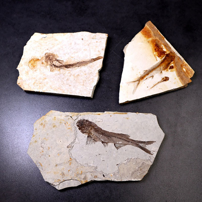 Kitajska Pred 150 milijoni let Pristni nakit iz koščenih fosilov Lycoptera iz pravega fosilnega ribe