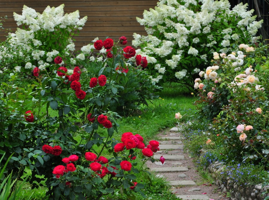 Hortenzijas kombinācija ar rozēm dārza ainavā