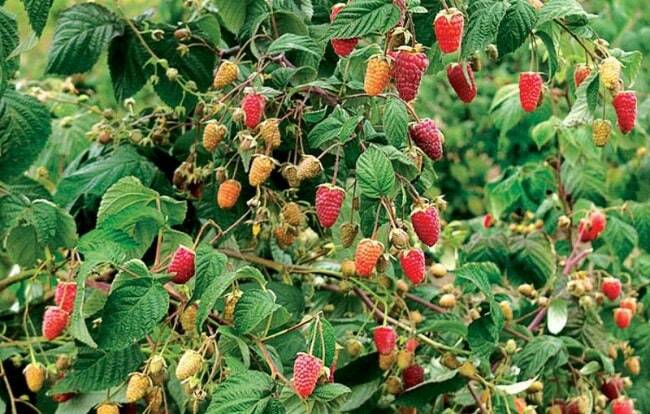 The best varieties of raspberry