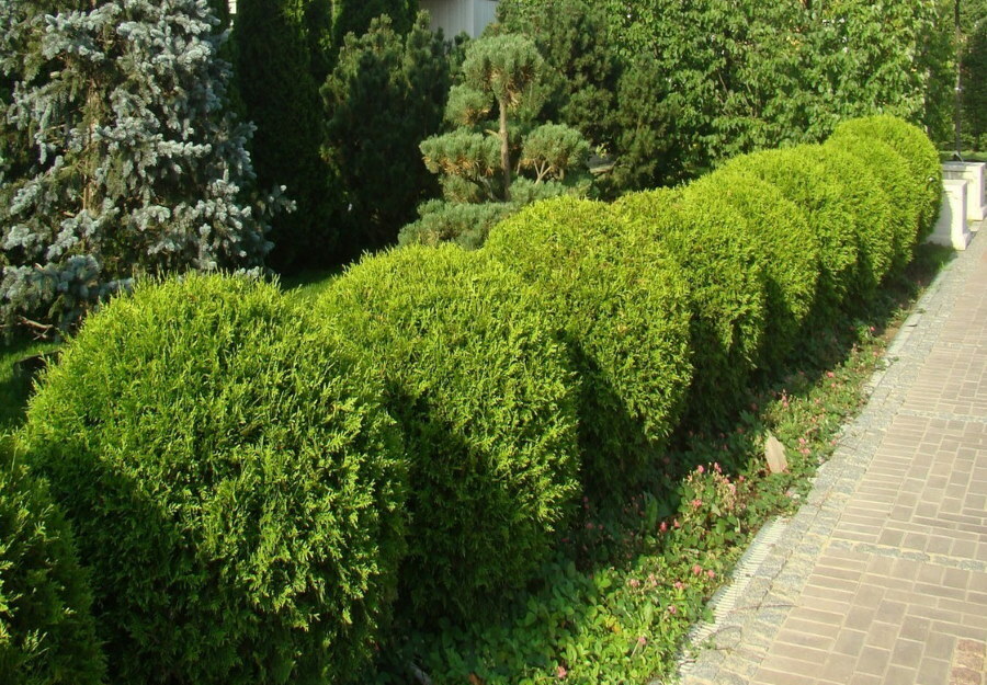 A row of trimmed ball-shaped thujas along a park path