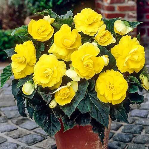 Begonia Yellow Fountain F1