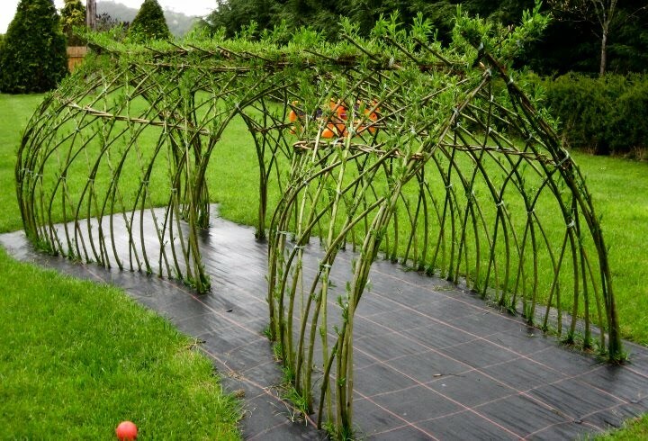 Mulching the ground in a willow tunnel