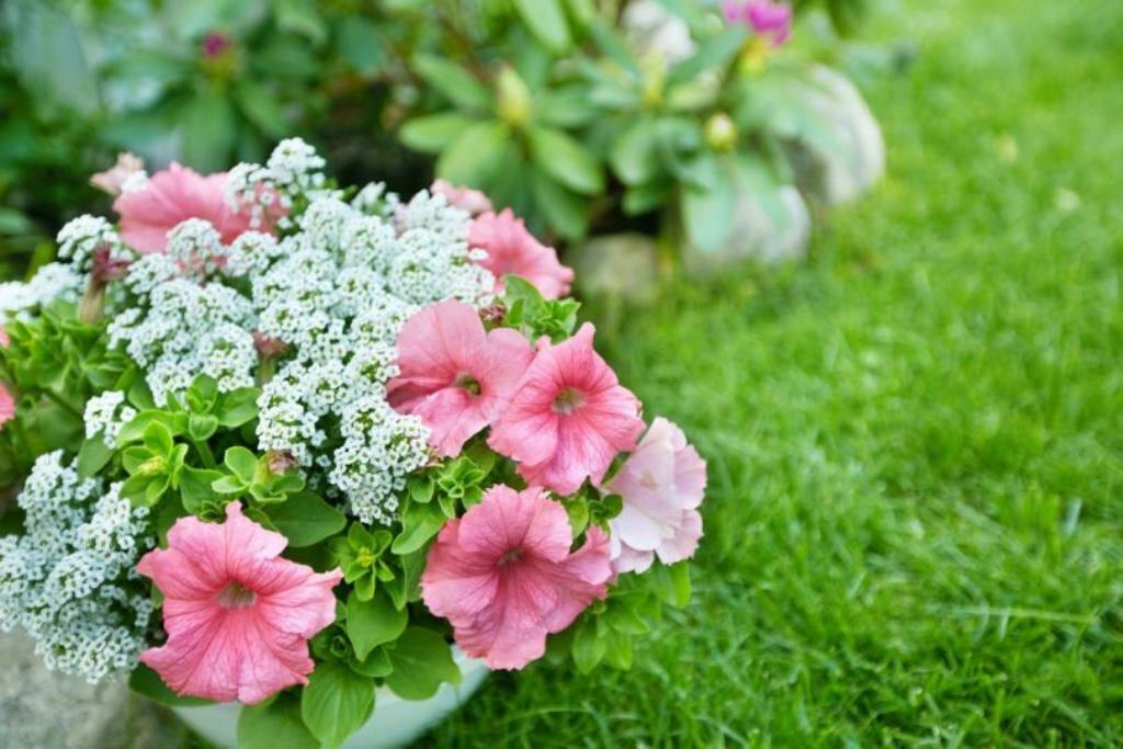egynyári virágok a kerttervezési ötletekben