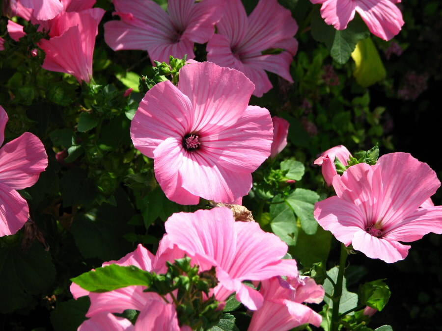 Dunkle Adern auf den rosa Blütenblättern von Lavarets Blüten Pink Beauty