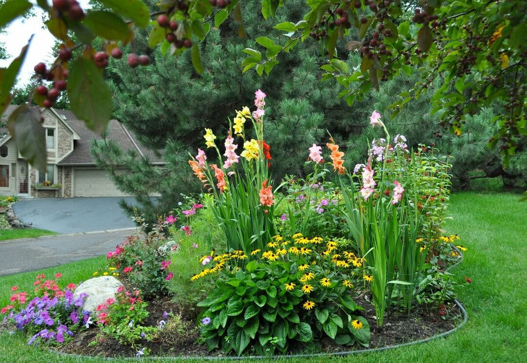 Milyen gyönyörű a gladiolusok ültetése az oldalon: fotó a kert tájképéről