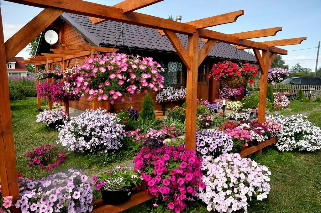 Wooden pergola surrounded by blooming petunias