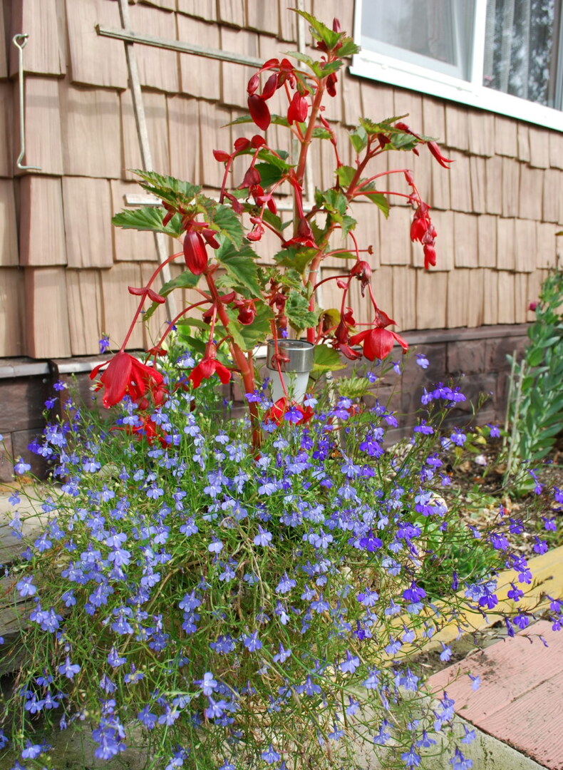 Blaue Lobelie im Blumenbeet mit roter Begonie