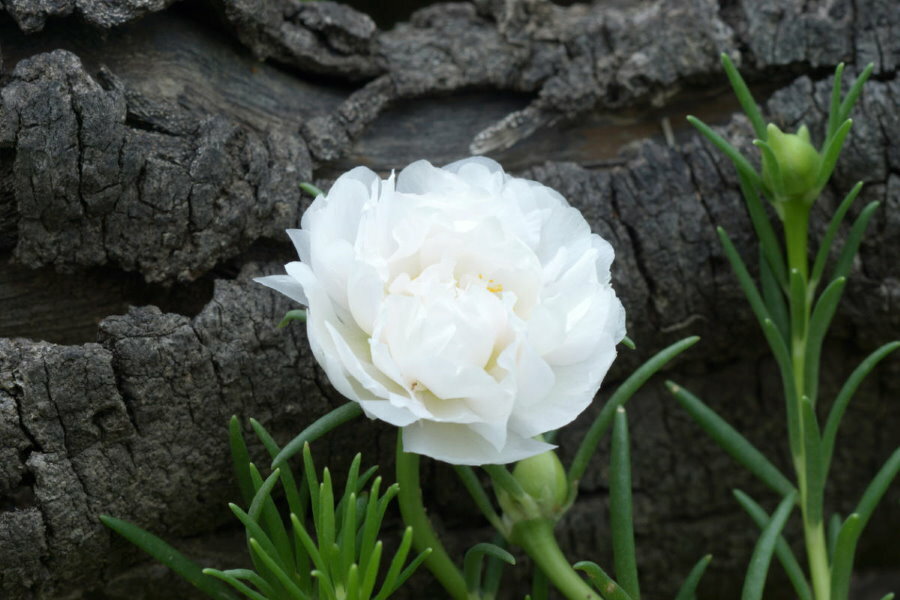 Fioritura estiva di portulaca a fiore bianco