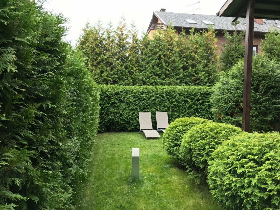 Ever-green wall of western thuja