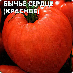 Samen Tomate Rinderherz Rot, 0,1 g, SeDeK
