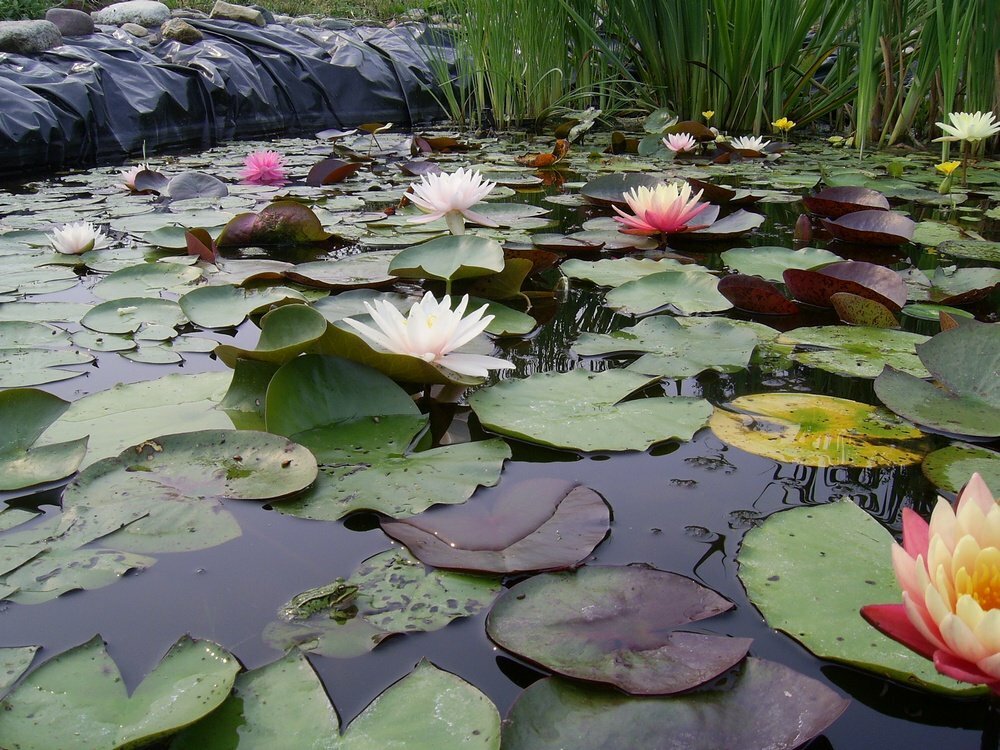 Beautiful water lilies on the surface of the water in the pond