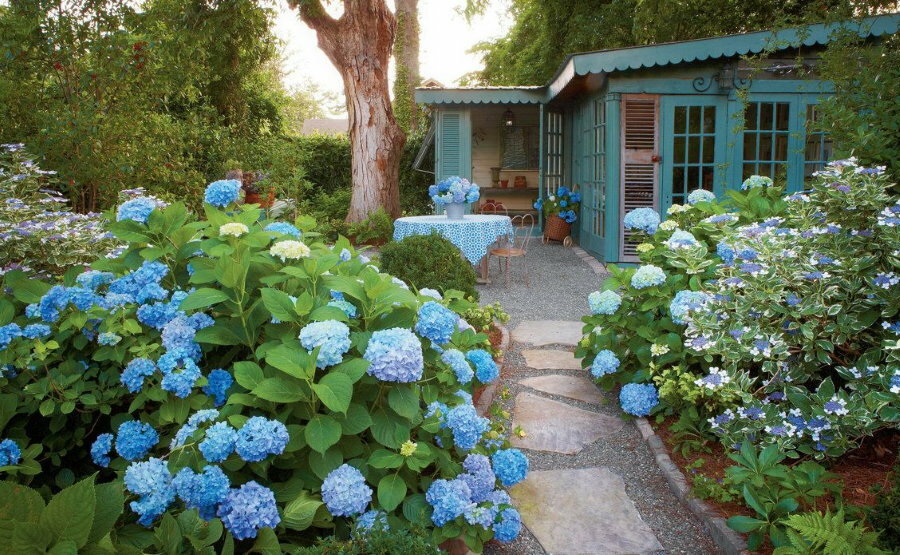 Hydrangea bushes along the path to the house