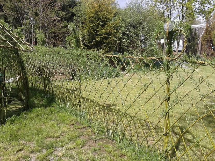 Uma cerca feita de galhos de salgueiro entre chalés de verão