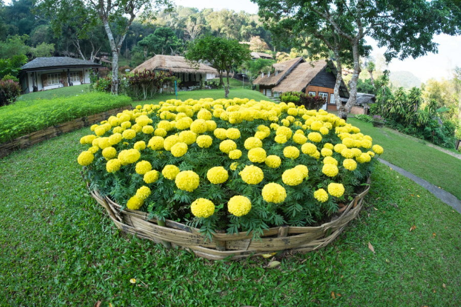 Round flower bed of yellow marigolds