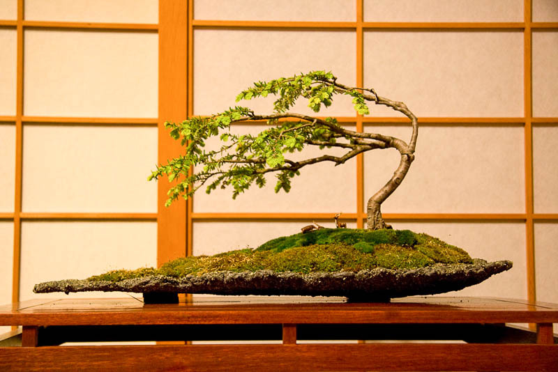 Japanse bonsai in Fukinagashi-stijl