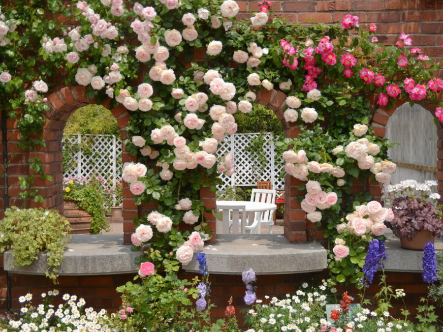 Escalando rosas em arcos de tijolos no jardim