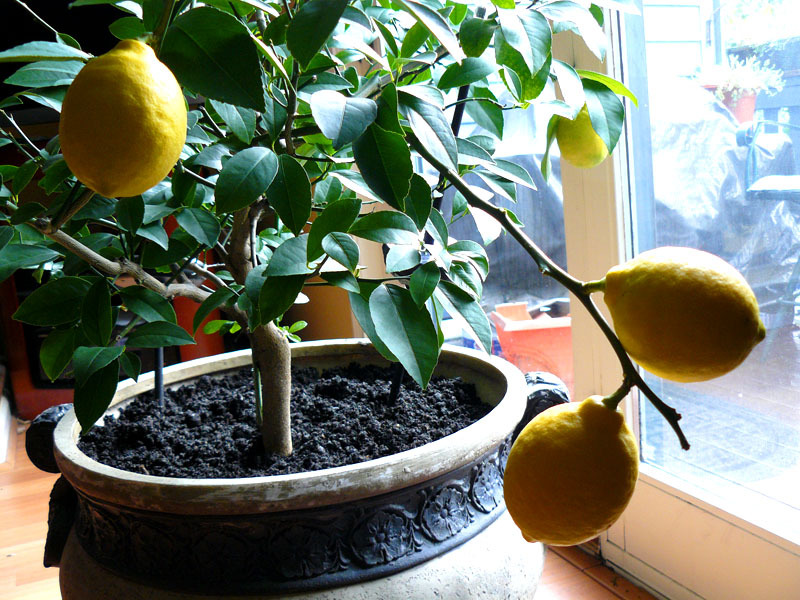 Planter vil bære frugt bedre med den rigtige belysning.