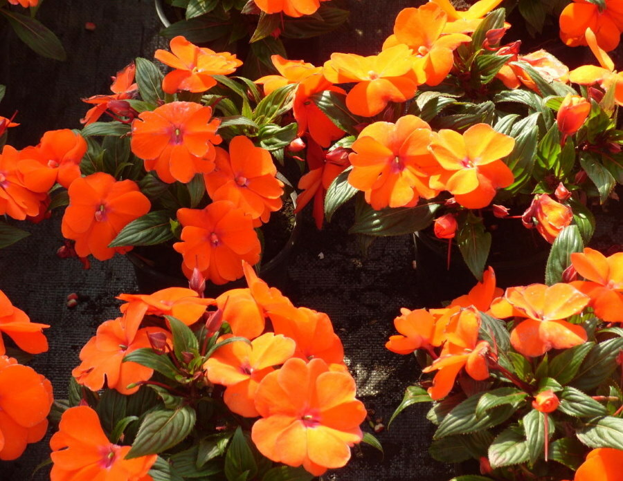 Balsamo della Nuova Guinea con fiori arancioni brillanti