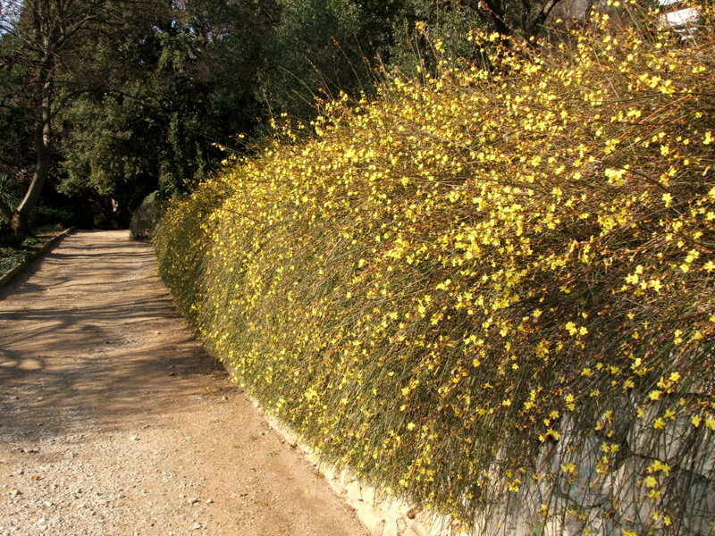 Hedge of holo-flowered jasmine in landscape design