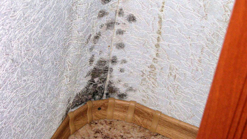 Mold could have been avoided if more time and money had been spent on the appropriate wall treatment