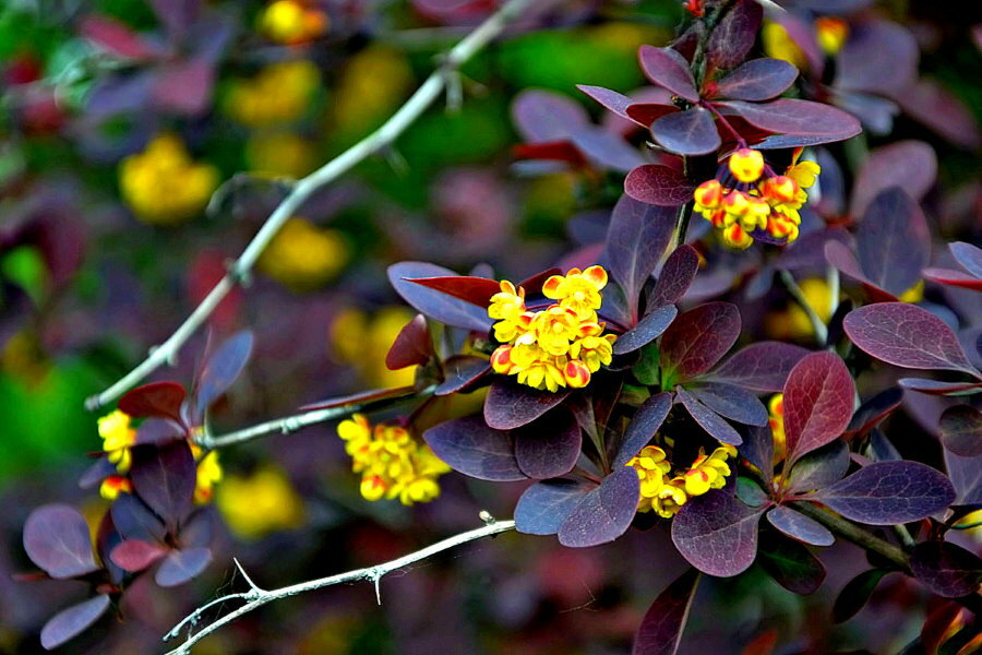 Yellow flowers on the branches of a hybrid barberry