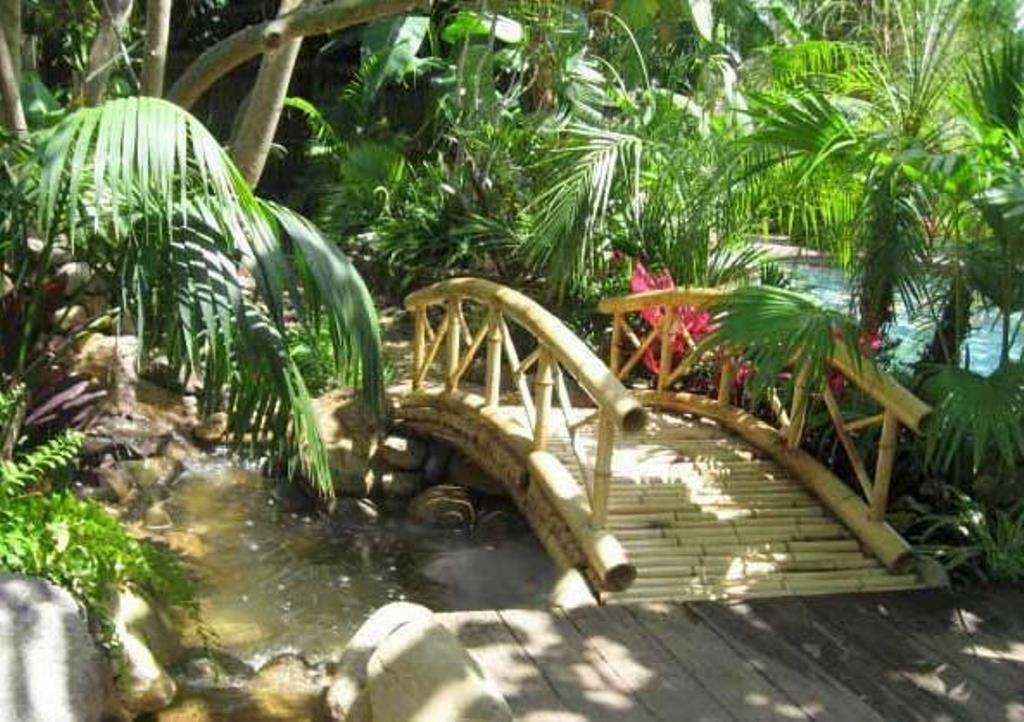 most od bambusa