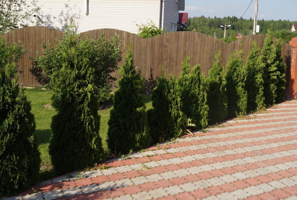 Young as arborvitae hedges