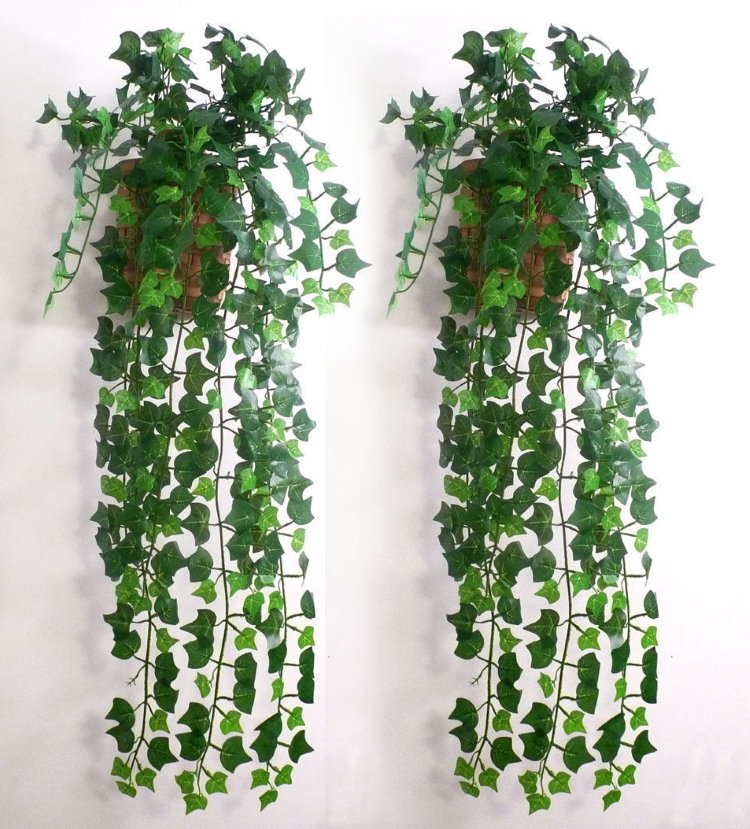 Planter med murgröna på den vita väggen i korridoren