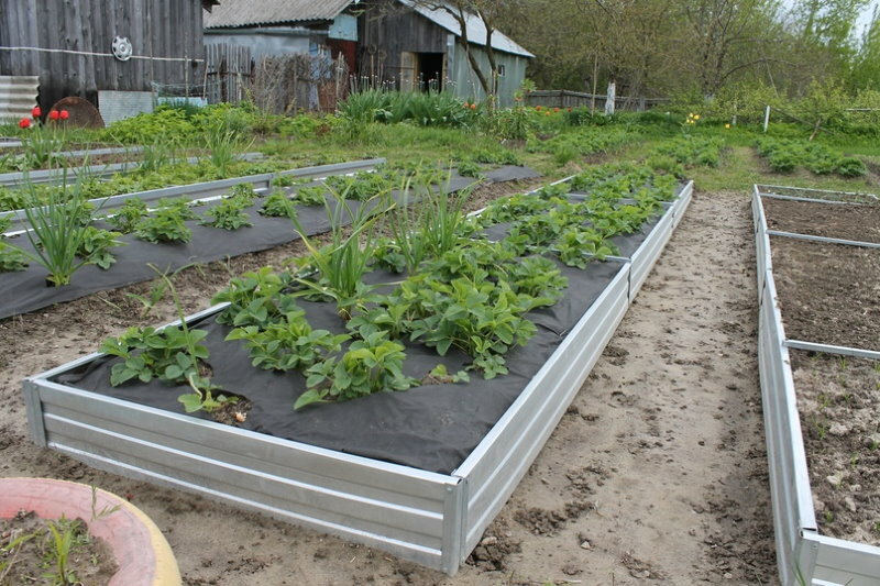 Plantera trädgårdsjordgubbar i galvaniserade sängar