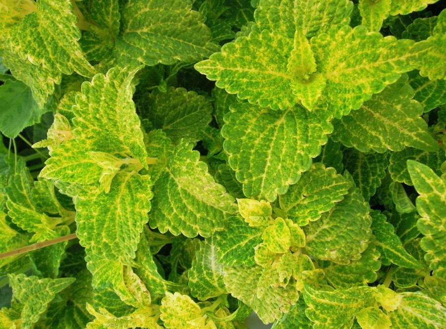 Lemon green color of the leaves on the Coleus variety Electric Lime