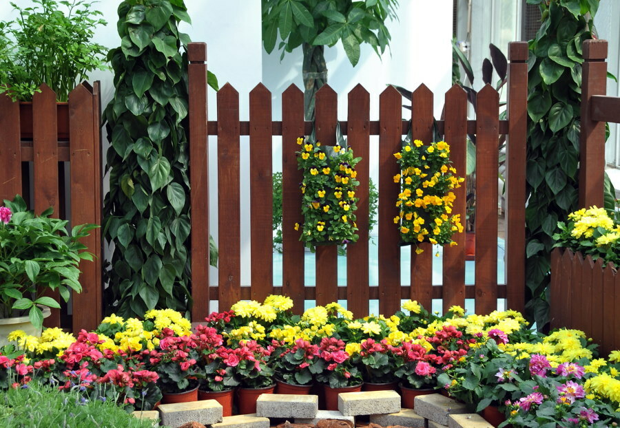 Ljusa blommor på bakgrunden av ett mörkbrunt staket