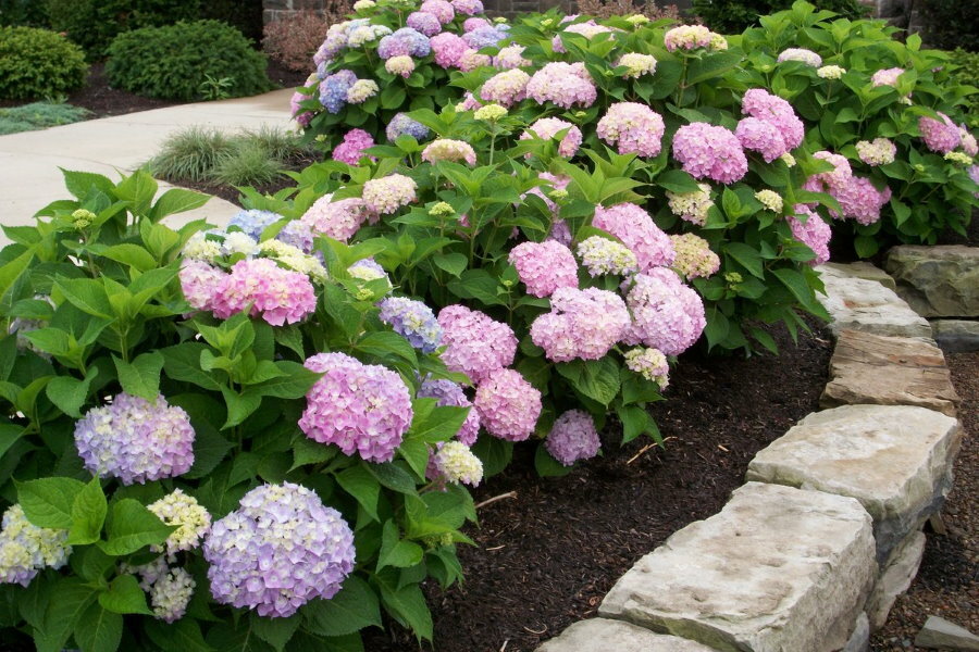 Young bushes of hydrangea on a high flower bed of stone